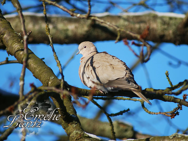 Pidgeon in morning light