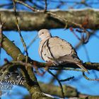 Pidgeon in morning light