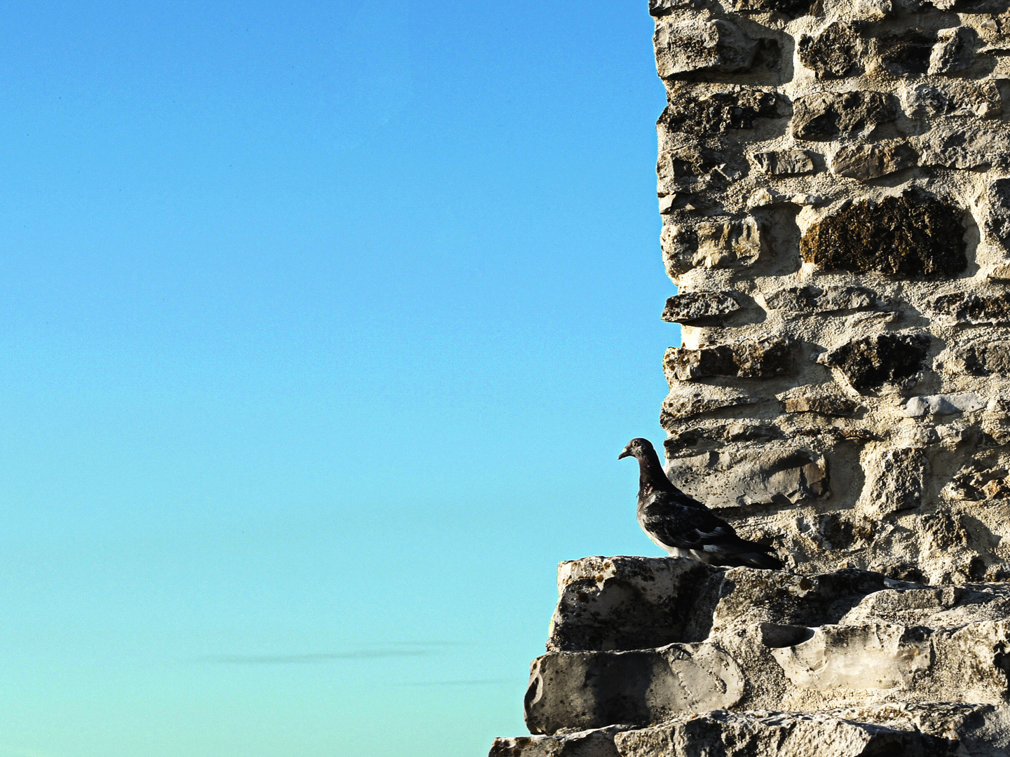 Pidgeon on the wall