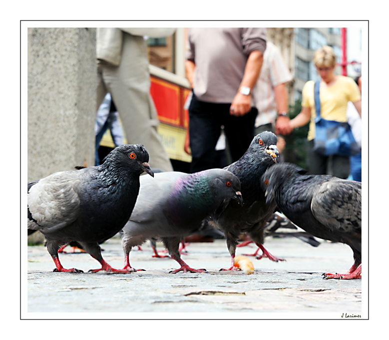 Pidgeons and the City