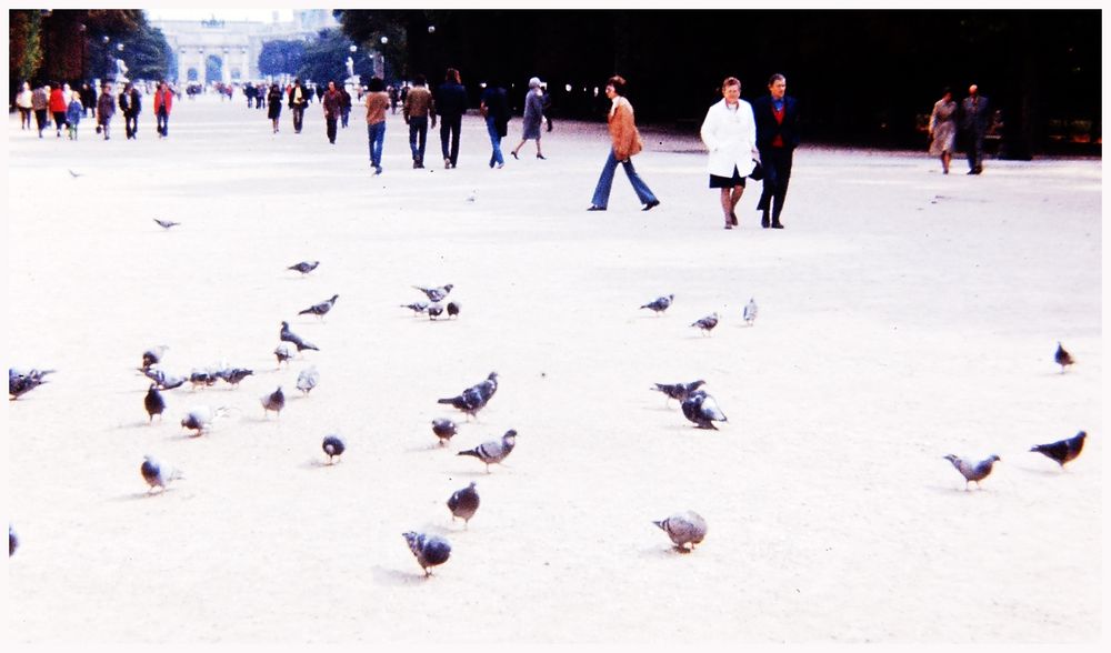 pidgeons de Paris