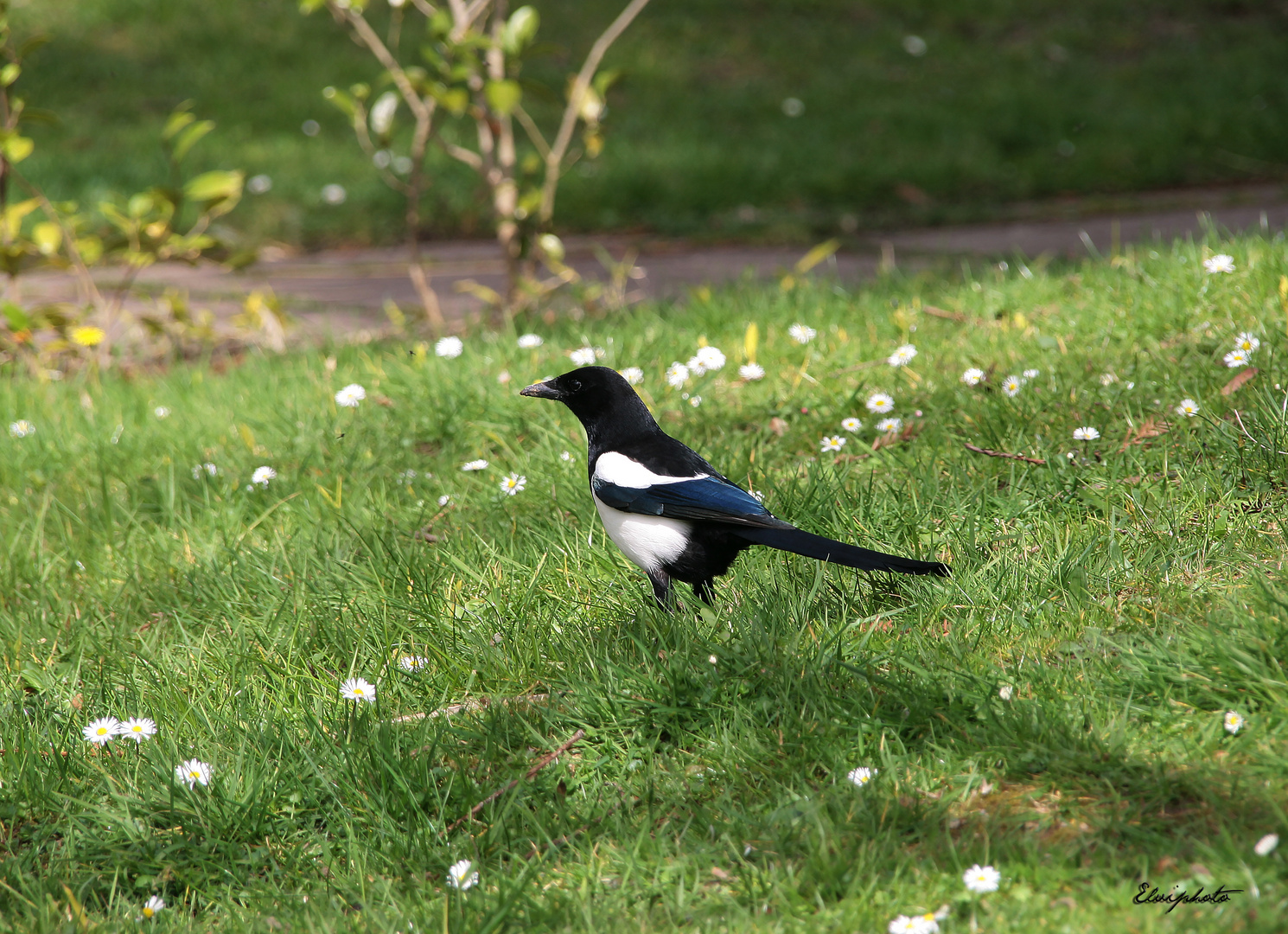 Pie au jardin 