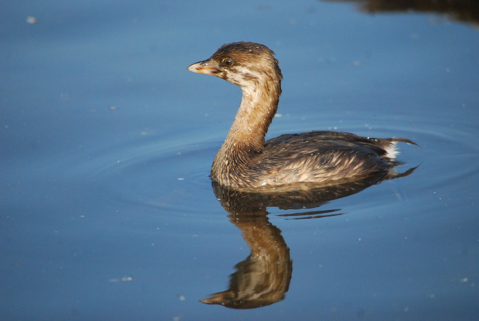 Pie-billed Grebe - Bindentaucher