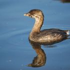 Pie-billed Grebe - Bindentaucher