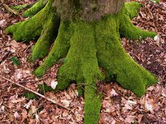 pie de ãrbol