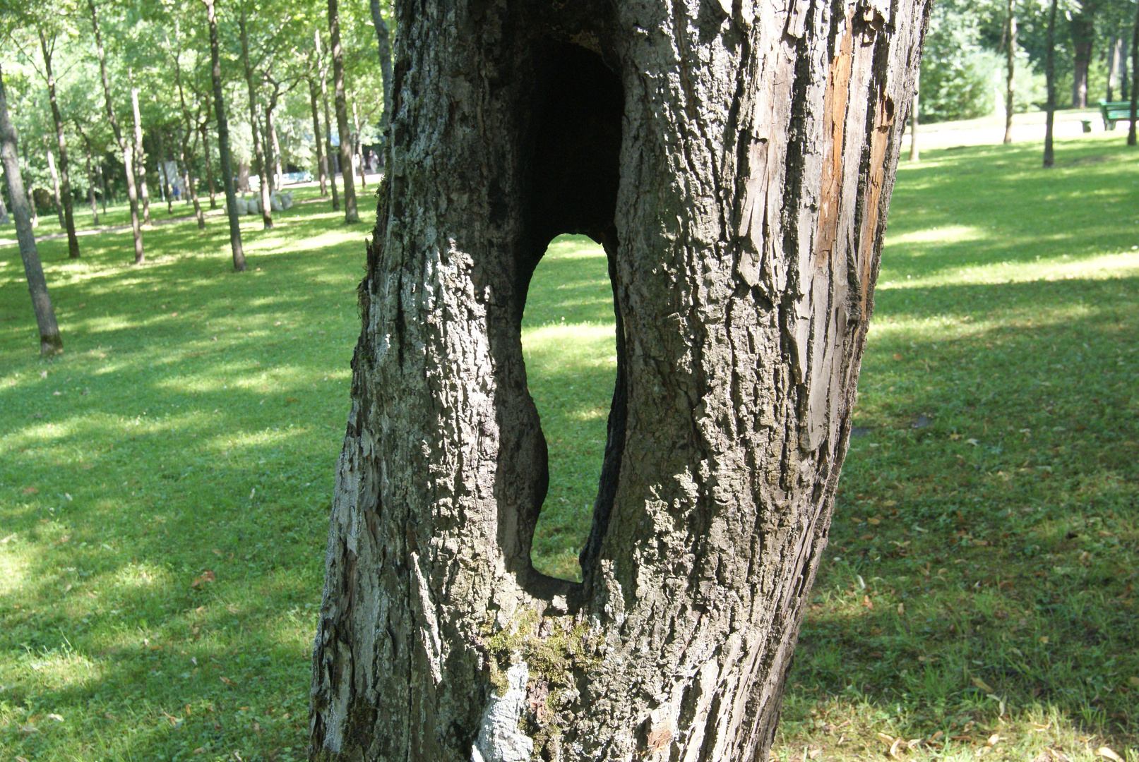 PIE EN UN ARBOL