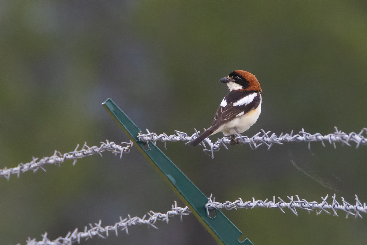 Pie Grièche à tête rousse Lanius senator - Woodchat Shrike