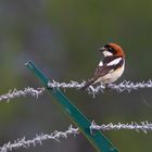 Pie Grièche à tête rousse Lanius senator - Woodchat Shrike