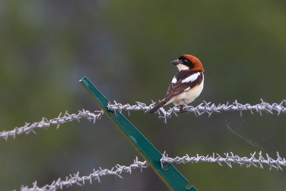 Pie Grièche à tête rousse Lanius senator - Woodchat Shrike