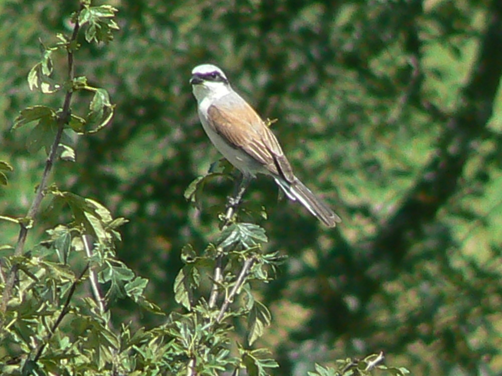 pie grièche écorcheur