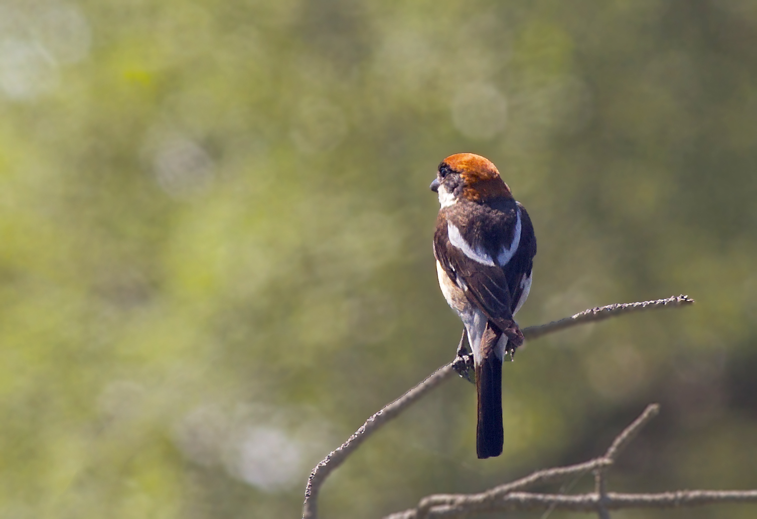 Pie grièche tête rousse