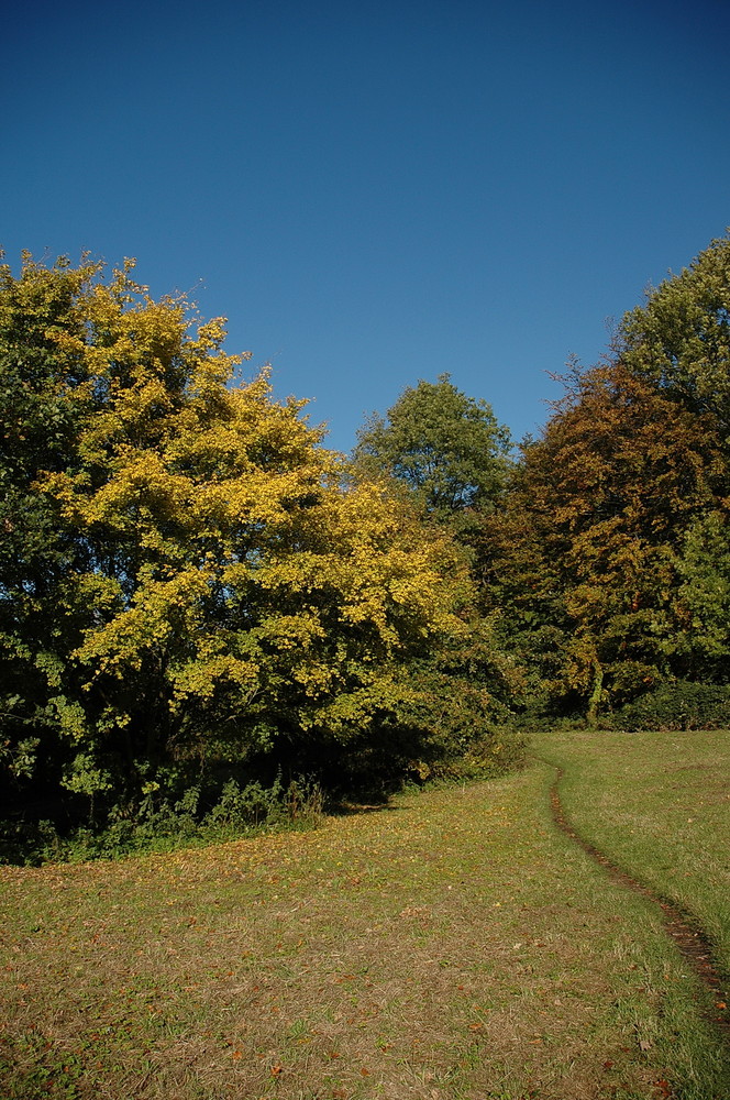 Pièce du forêt