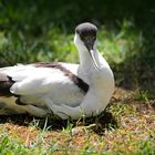 Pied Avocet