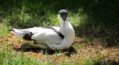 Pied Avocet