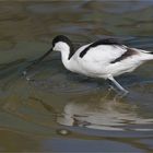 Pied avocet