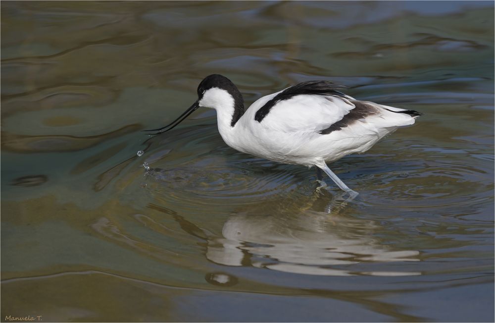 Pied avocet