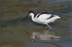 Pied avocet