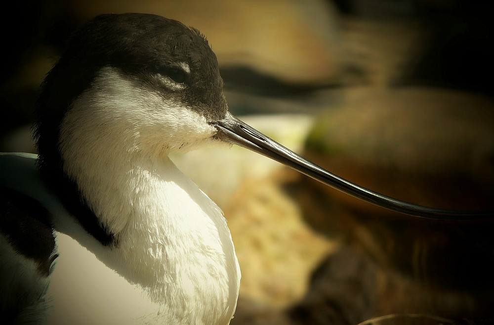 Pied Avocet