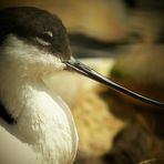 Pied Avocet