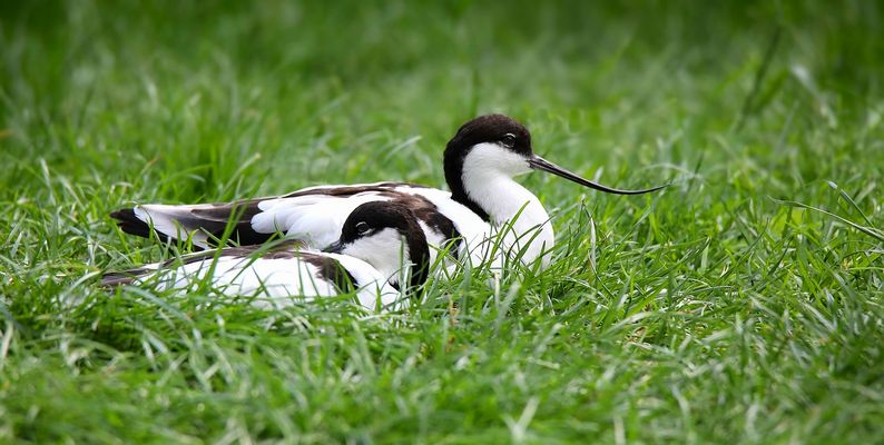 Pied Avocet