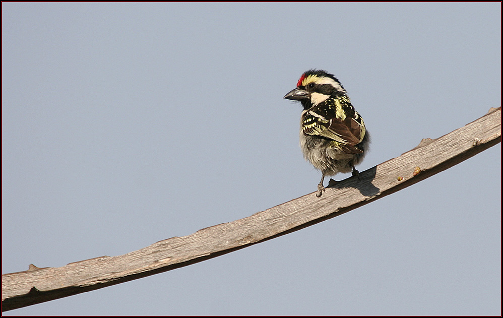 Pied Barbet