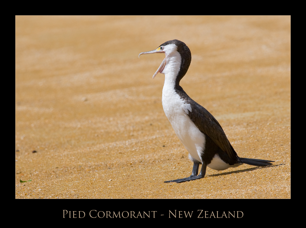 Pied Cormorant