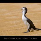 Pied Cormorant