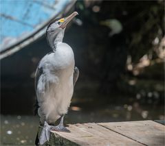 Pied Cormorant