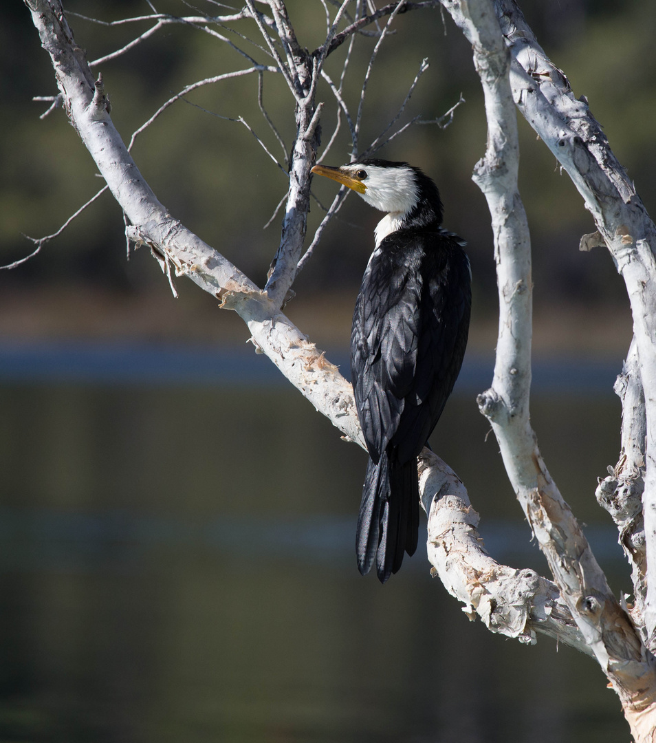 Pied Cormorant