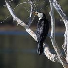 Pied Cormorant