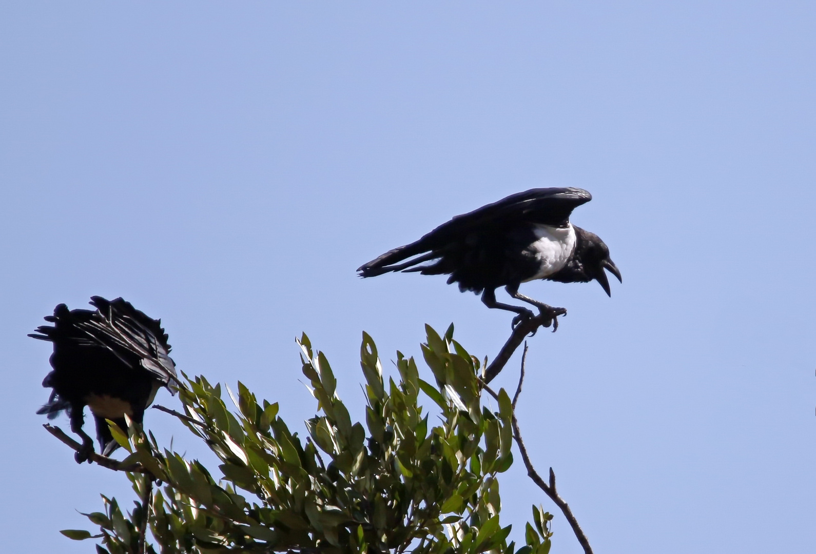 Pied crow,Corvus albus