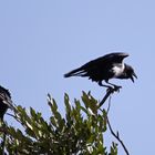 Pied crow,Corvus albus