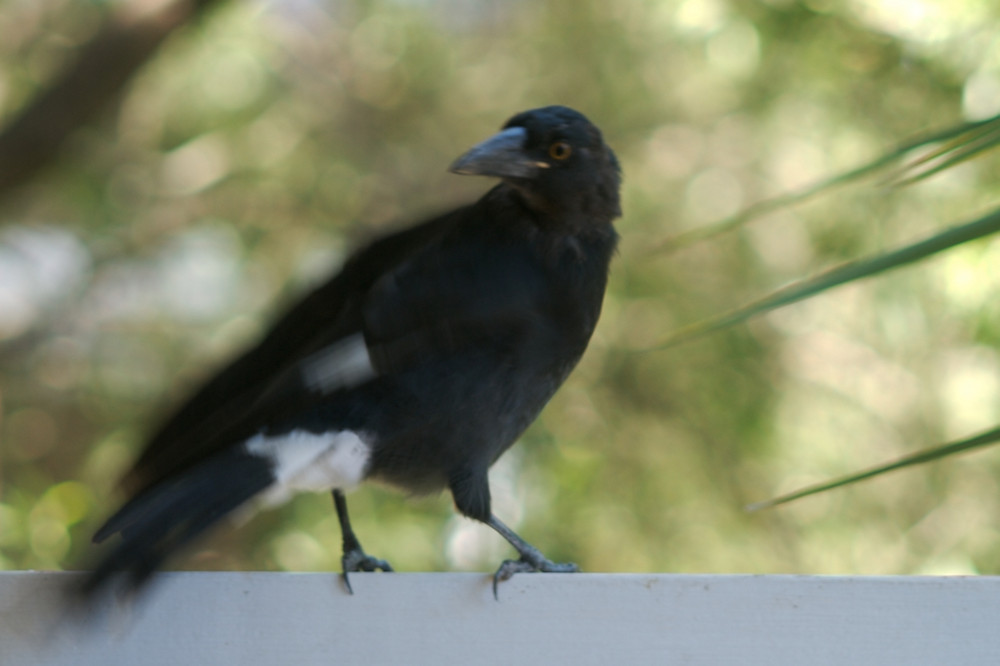 Pied Currawong