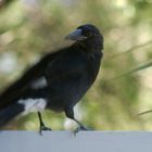 Pied Currawong