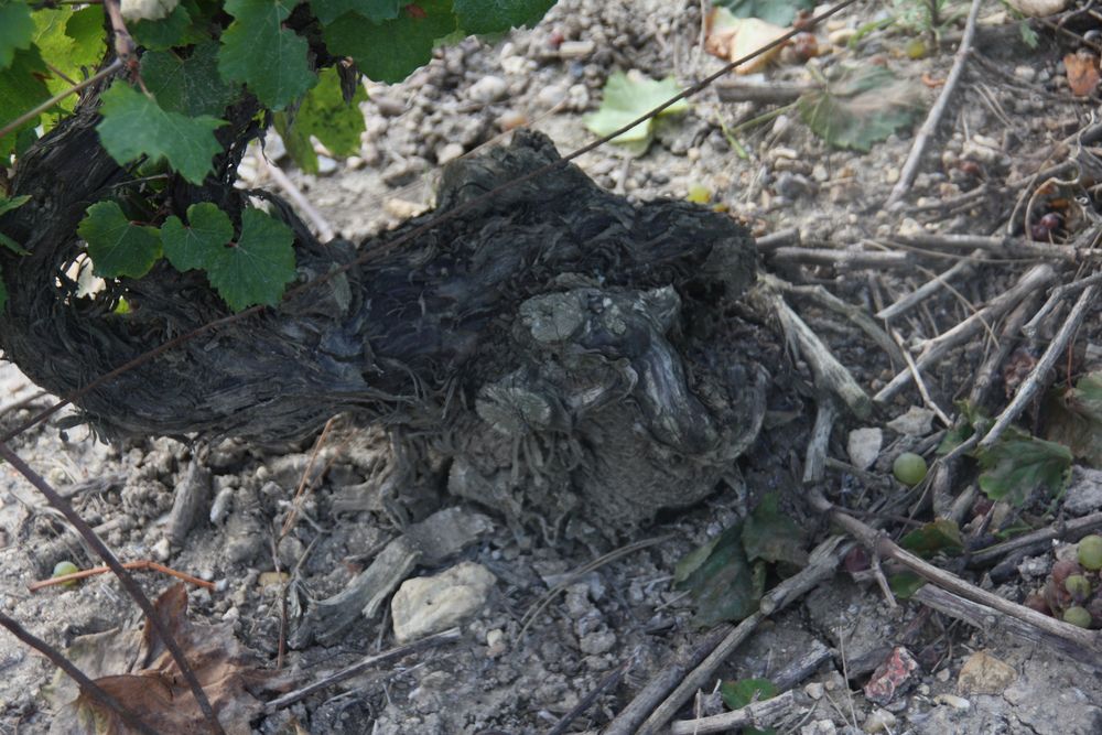 ..Pied de vigne Champenois...