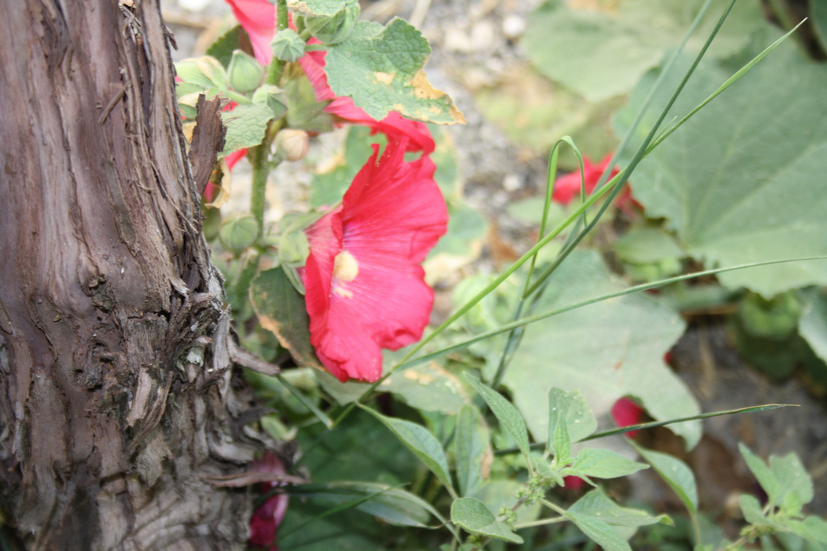 pied de vigne fleuris