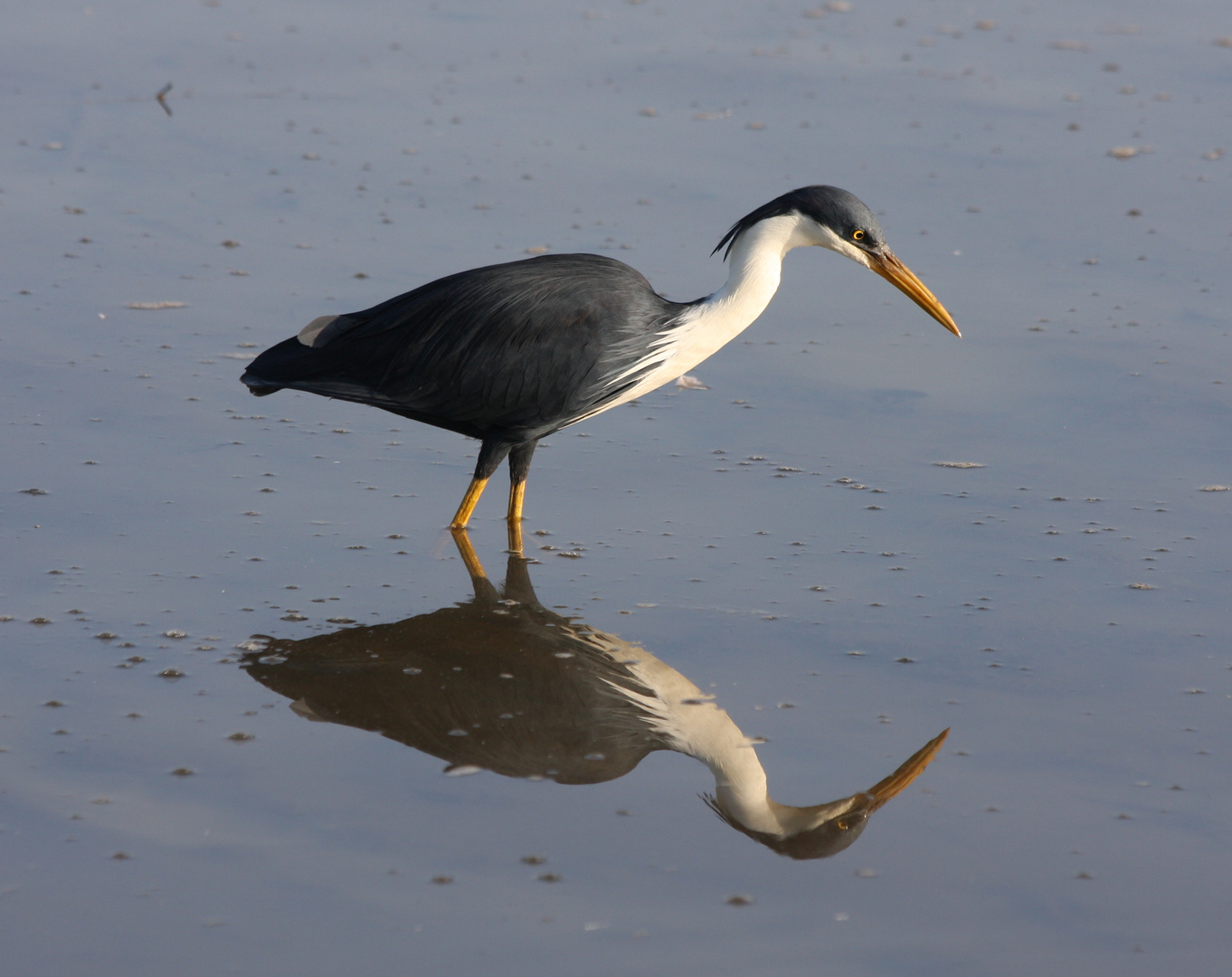 Pied Heron auf der Lauer!