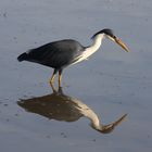 Pied Heron auf der Lauer!