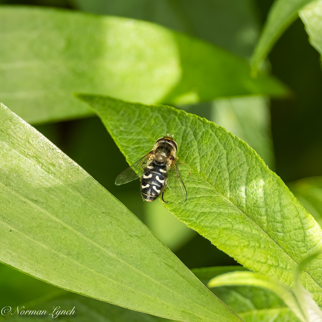 "Pied Hoverfly"