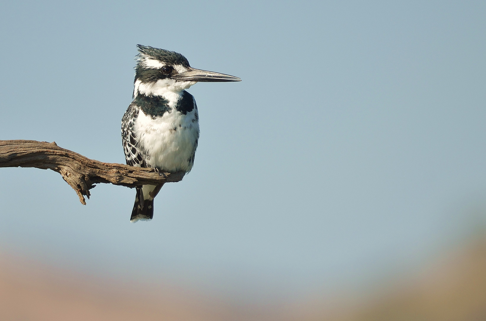 Pied King Fisher