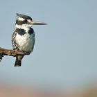 Pied King Fisher