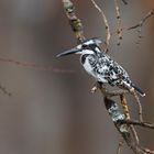 Pied King Fisher