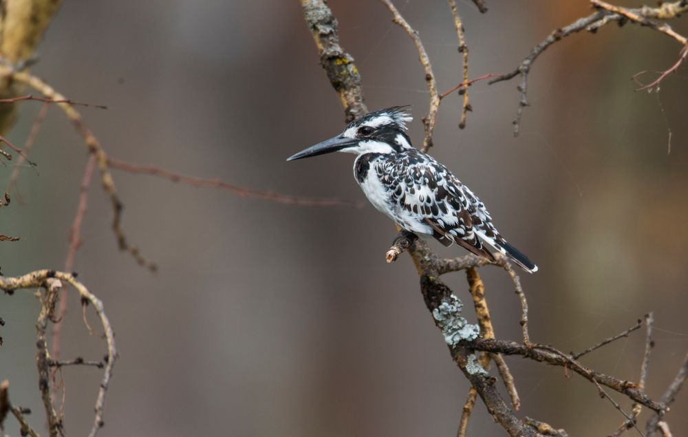 Pied King Fisher