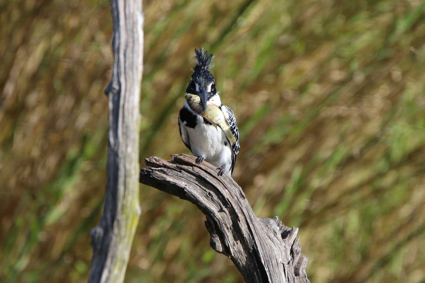 Pied Kingfischer-Riesenfischer 