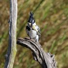 Pied Kingfischer-Riesenfischer 