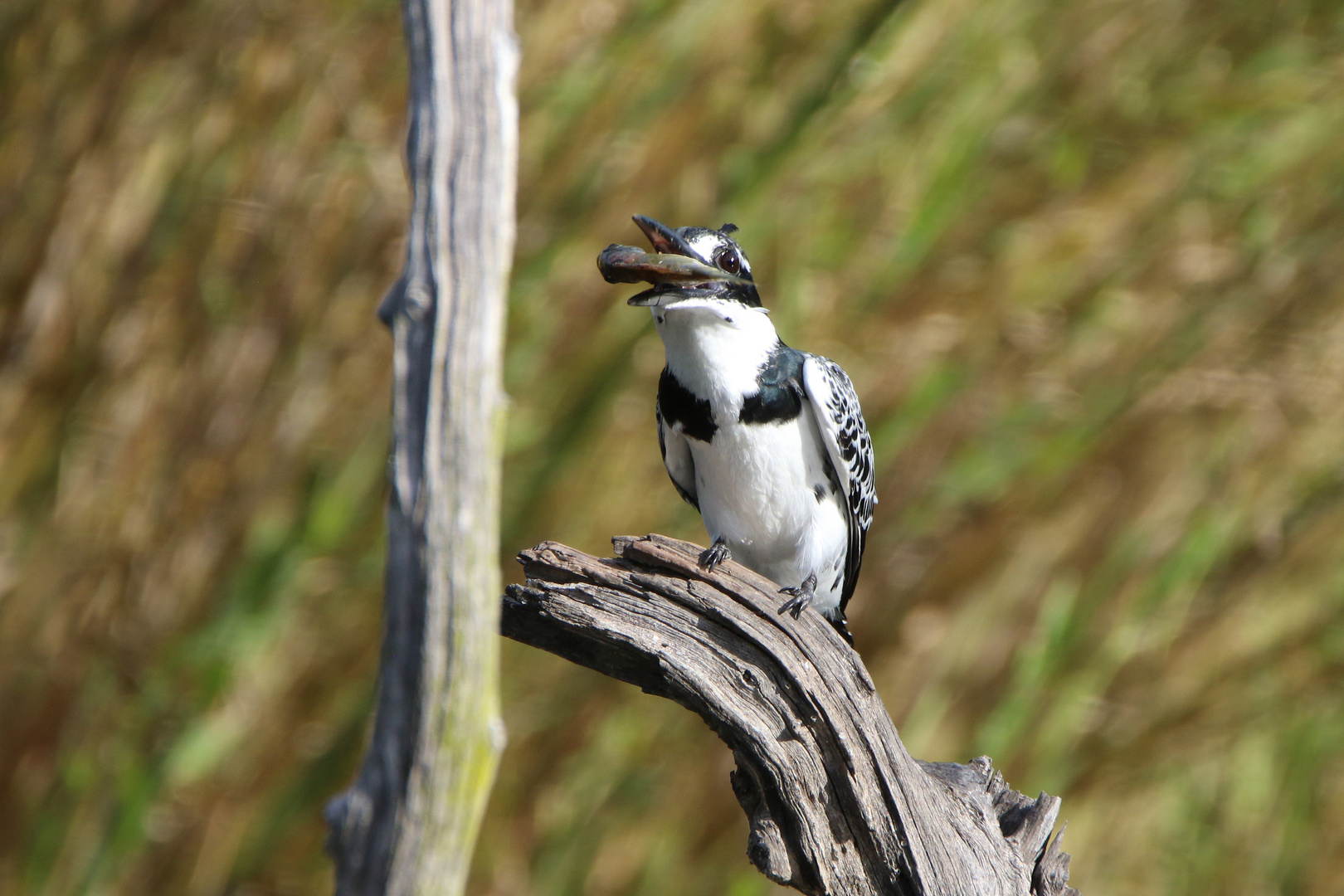 Pied Kingfischer-Riesenfischer 