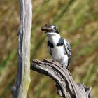 Pied Kingfischer-Riesenfischer 