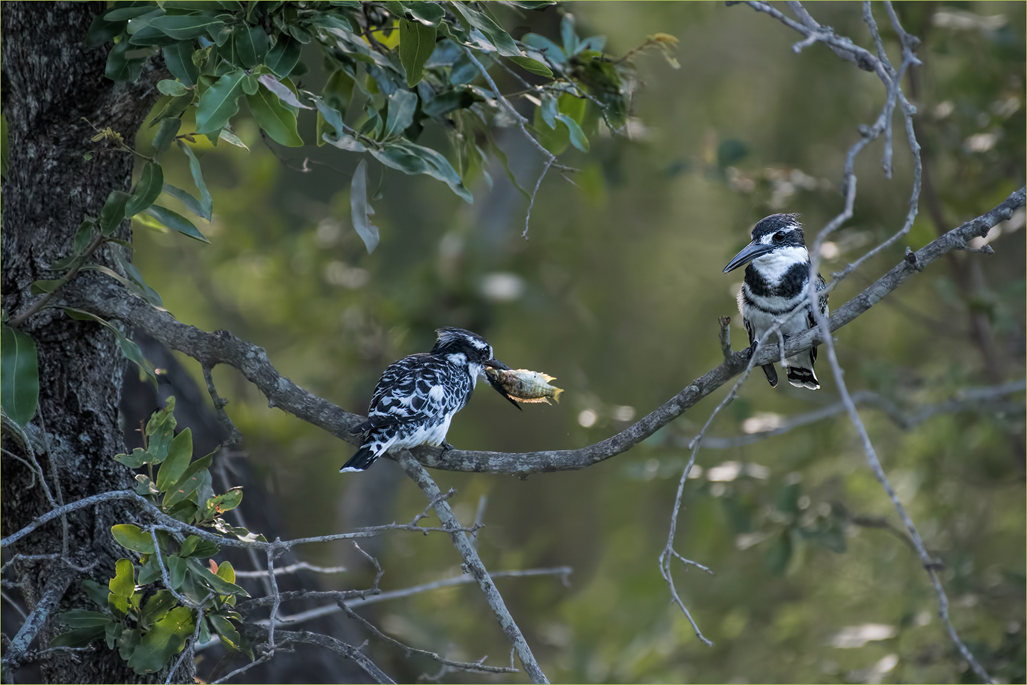 pied kingfisher