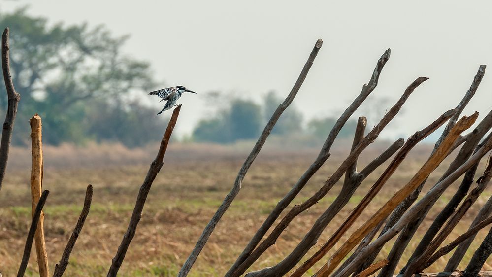 Pied Kingfisher