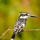 Pied Kingfisher